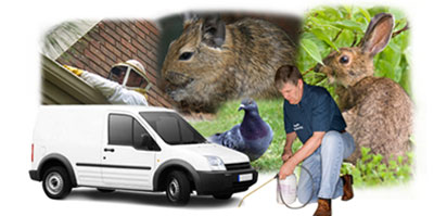 Bedlington local van